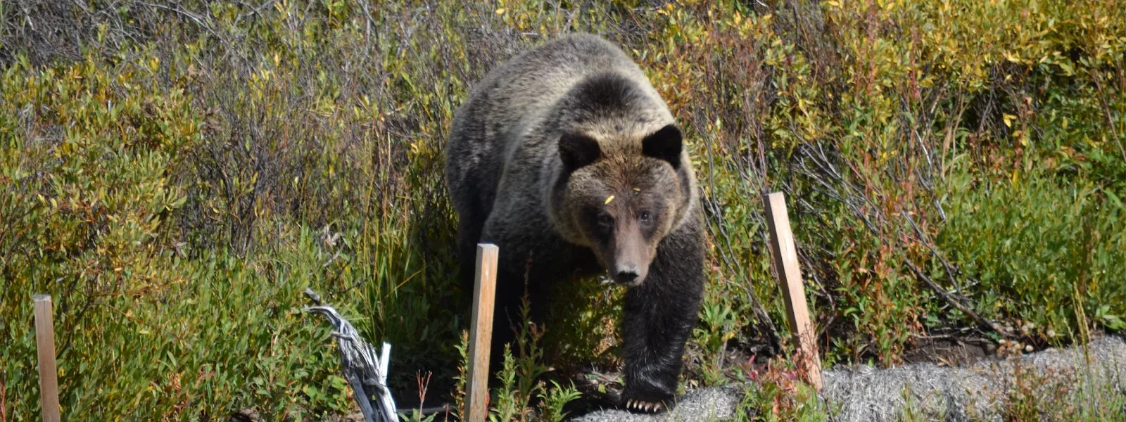 black bear habitat facts