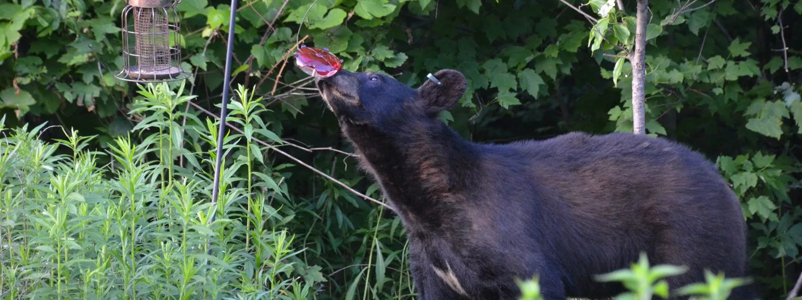 black bear attractant