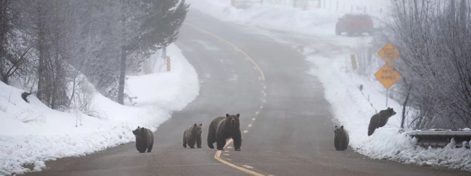 bear safety hiking