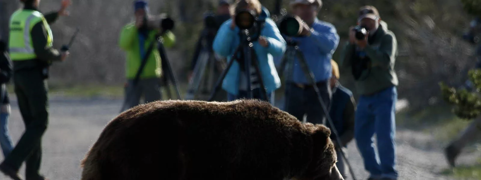 grizzly bear safety yellowstone