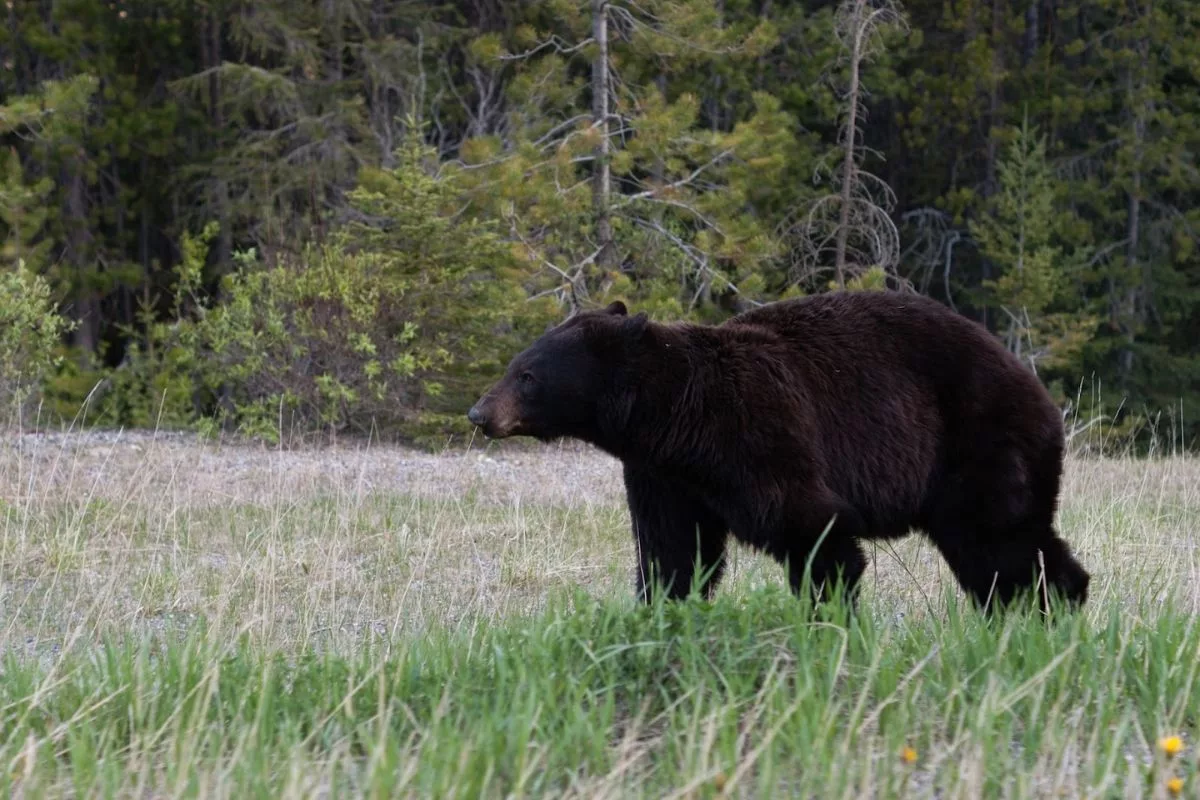 jackson hole grizzly bear