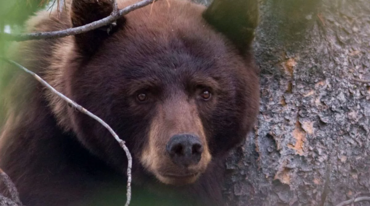 bear safety hiking