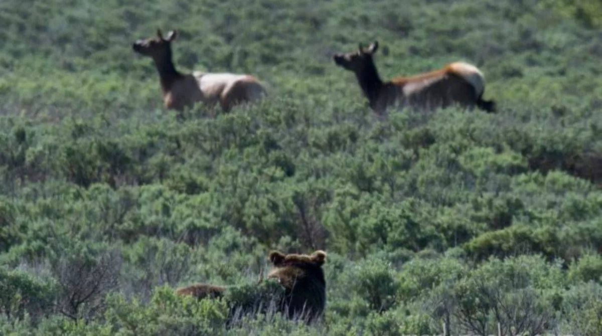 bear safety yellowstone