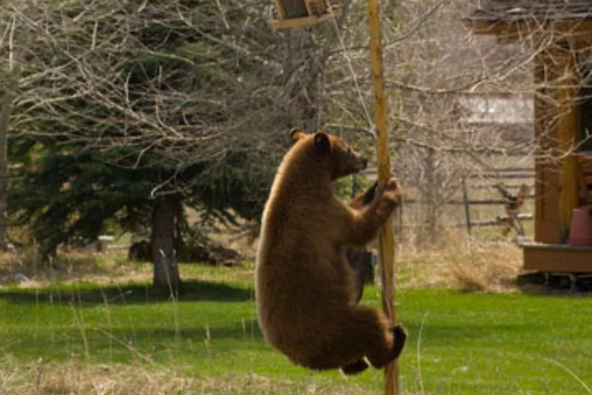 black bear attractant