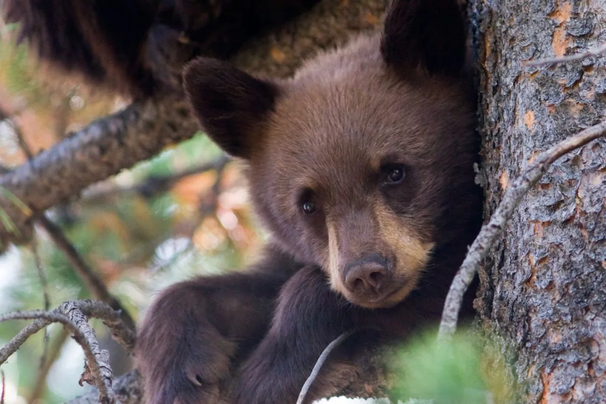 grizzly bear safety
