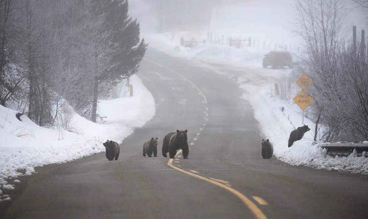 bear food storage