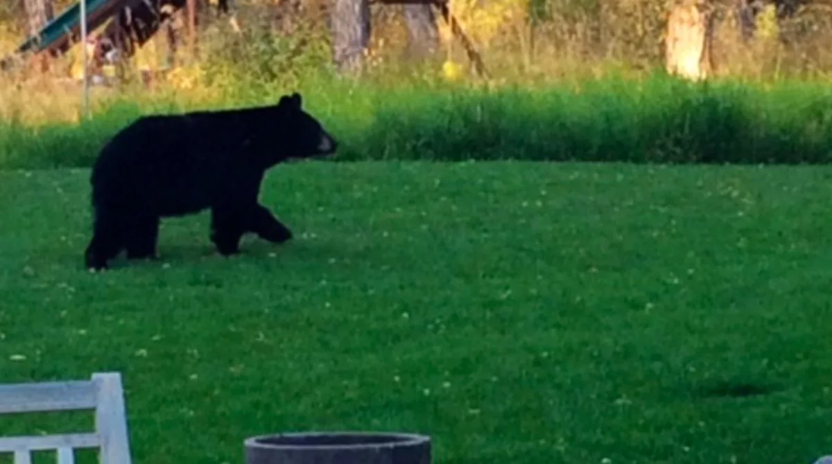 jackson hole grizzly bear