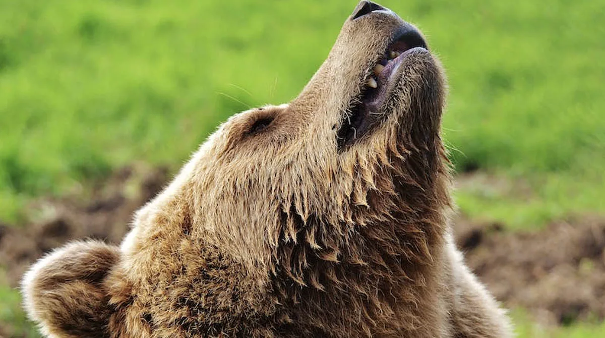 bear safety yellowstone