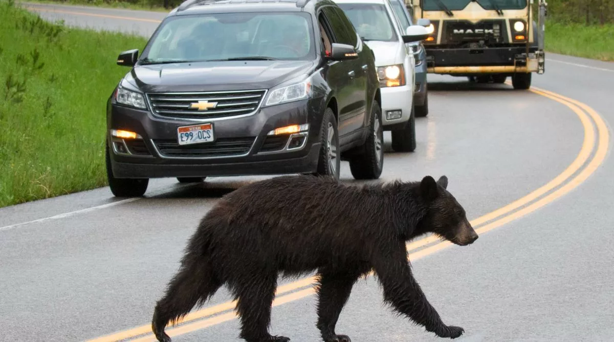 bear safety hiking