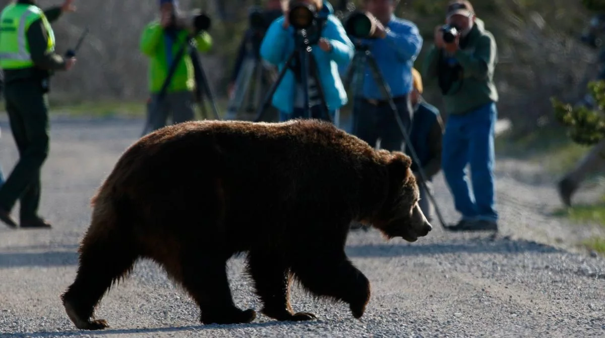 bear safety hiking