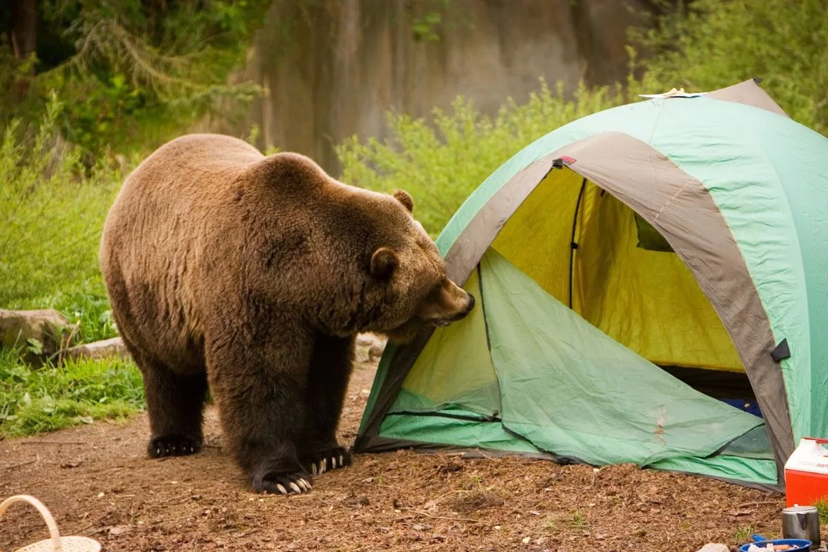 bear safety camping