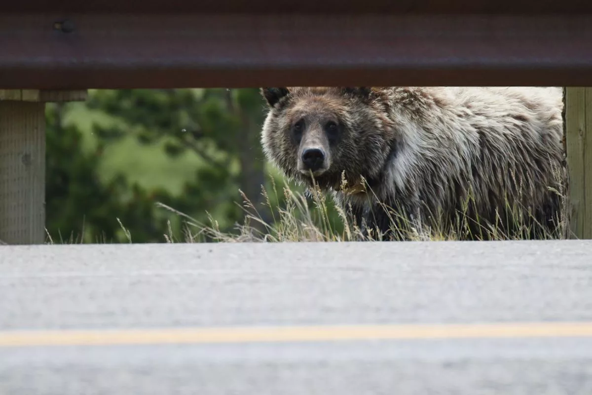 bear safety hiking