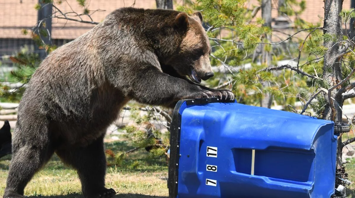 jackson hole grizzly bear