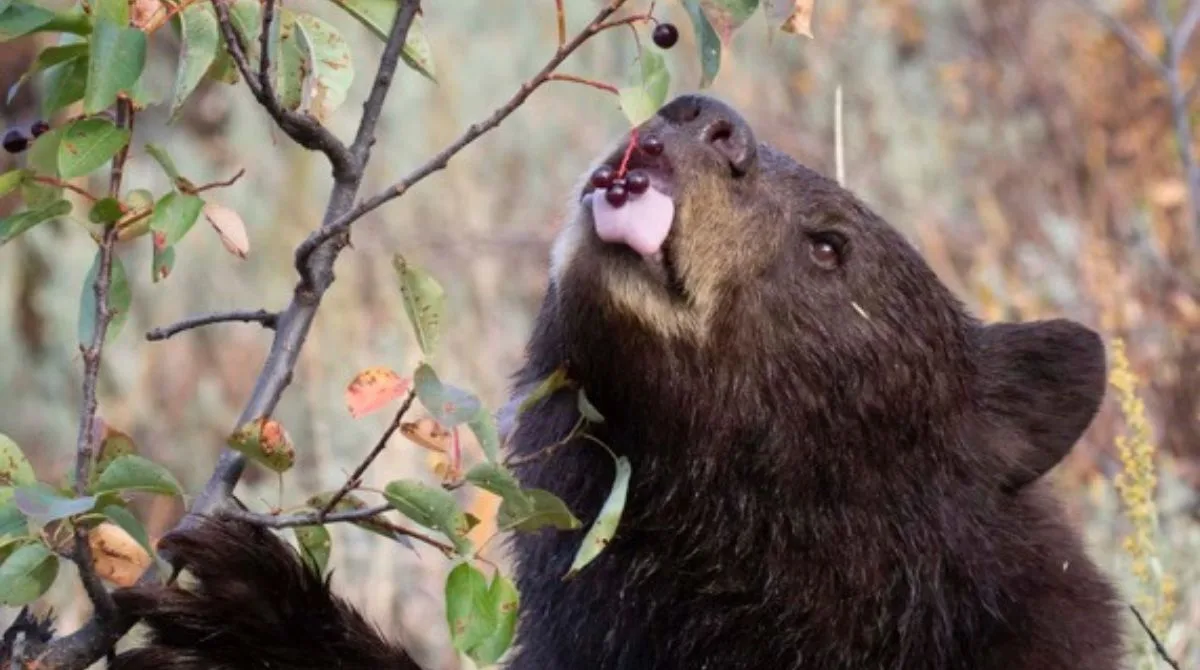 black bear attractant