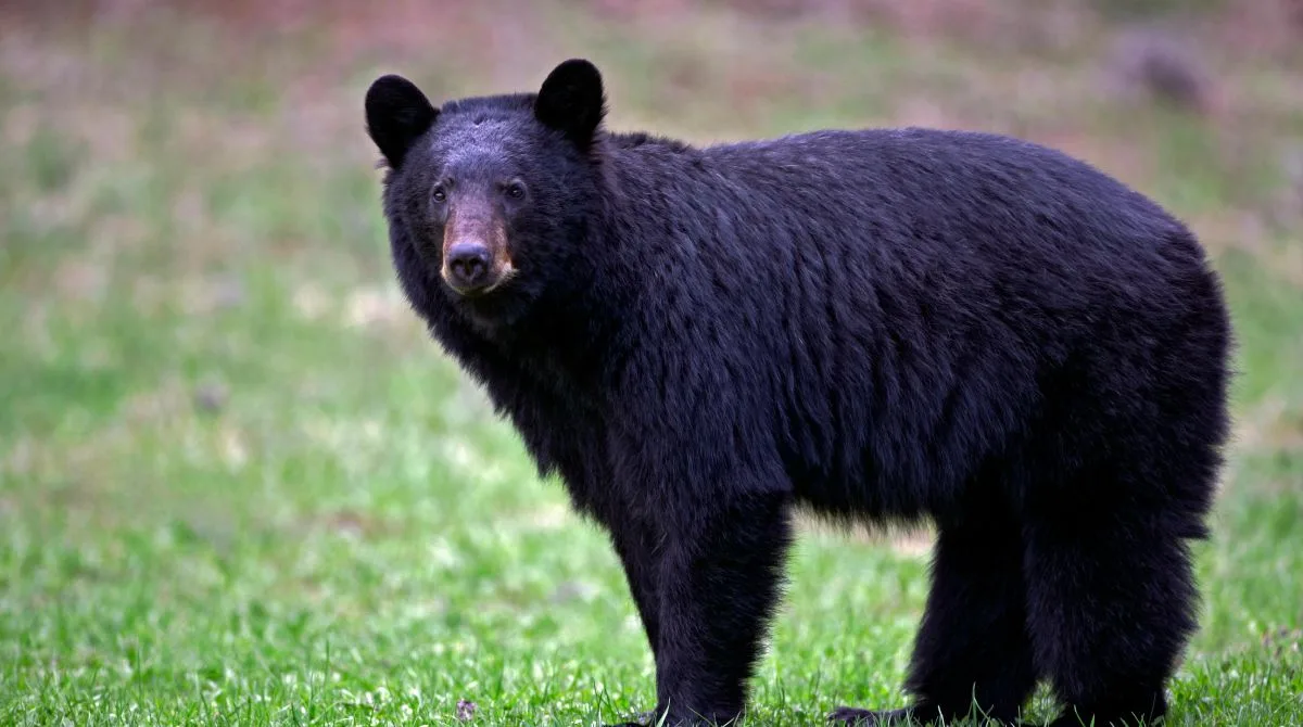 grizzly bear safety