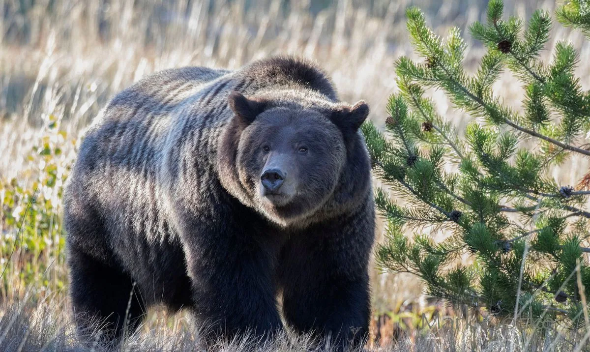 bear safety hiking